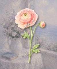 Ranunculus place card/席札_花席札_ラナンキュラス
