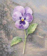 pansy place card/席札_花席札_パンジー