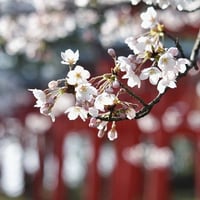Arganzaプログレッシブワーク　さくらしおん～何故か繰り返される家系の問題へ