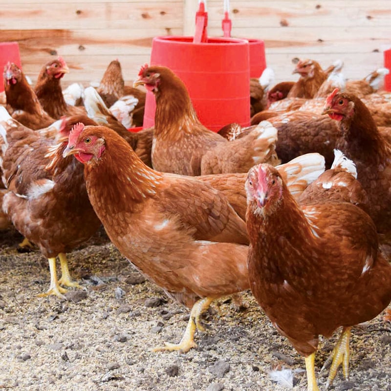 平飼い卵 伊佐の雫 40個（10個入×4パック） | いちき農園オンライン