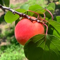 【産地直送】生杏 信州大実 1kg（通常品・規格外）