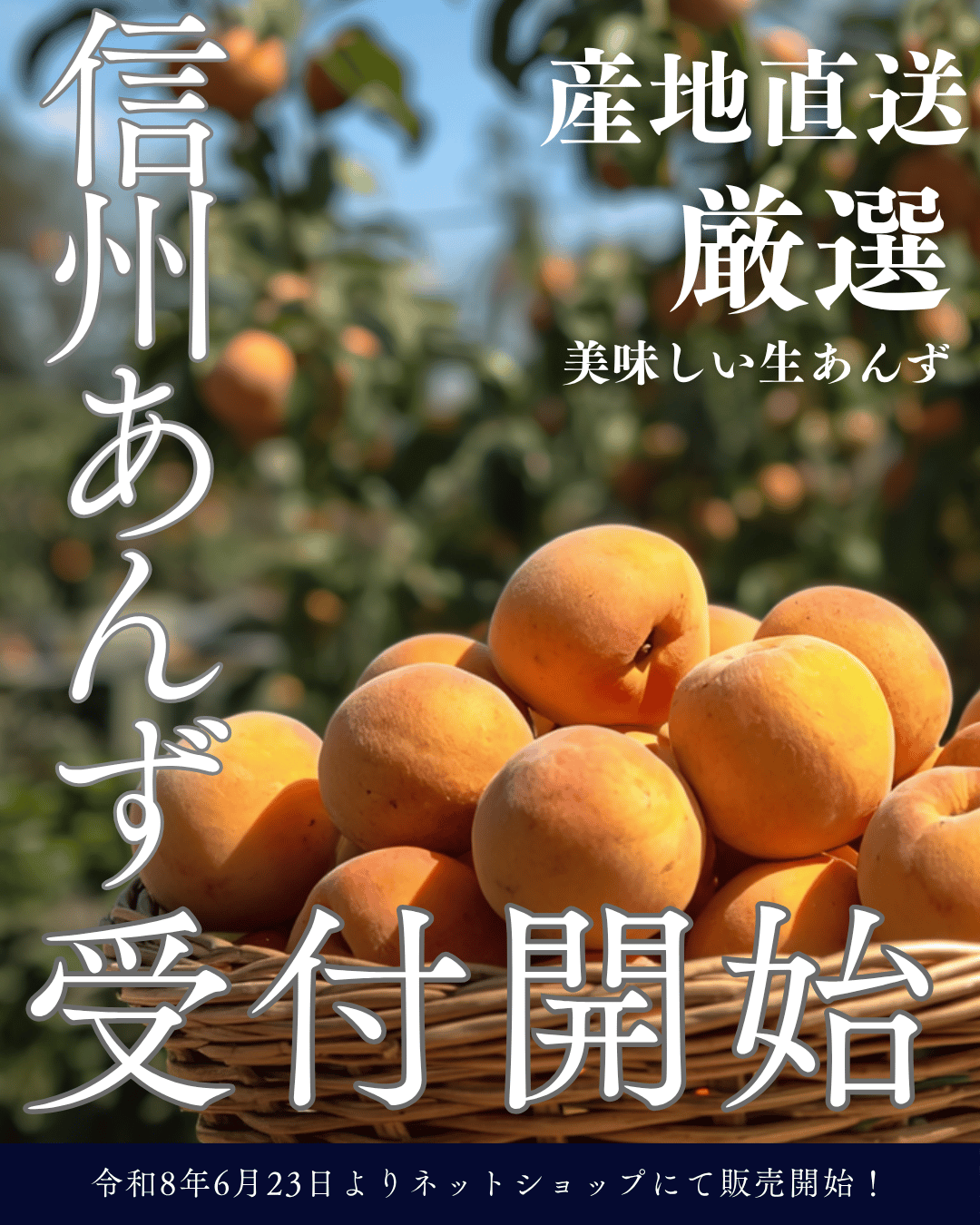 信州産あんず販売開始!