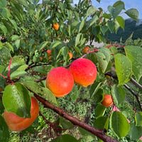 【産地直送】生杏 ハーコット 1kg（贈答用・通常品・規格外）