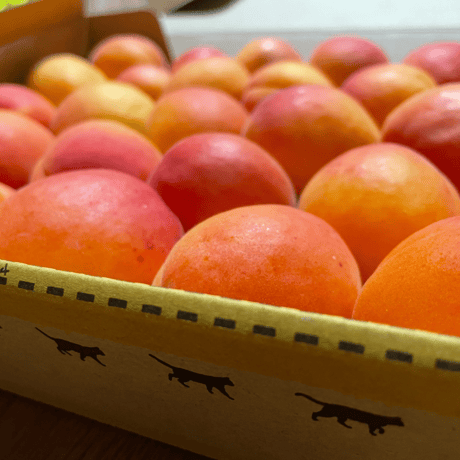 【産地直送】生杏 ハーコット 1kg（贈答用・通常品・規格外）