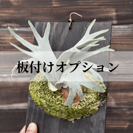 ビカクシダ | STORES