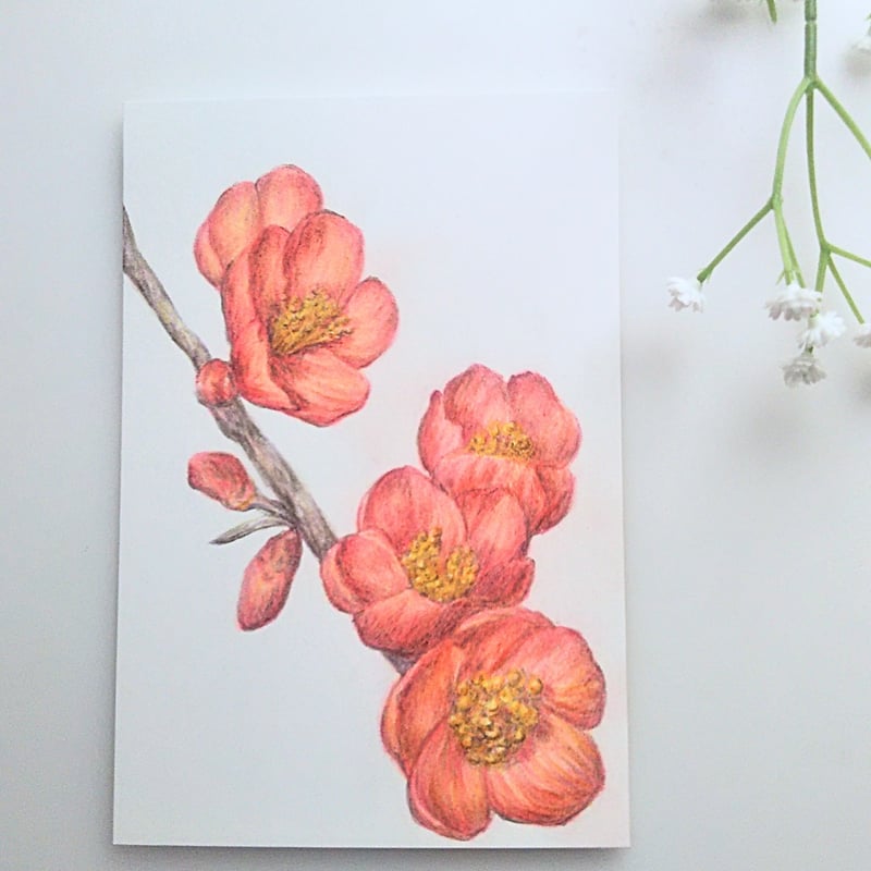 色鉛筆画 原画 一点物 手描き イラスト ハガキサイズ アート 梅 花 | d.n.c