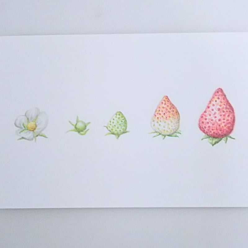 色鉛筆画 原画 一点物 ハガキサイズ 手描き イラスト アート いちご