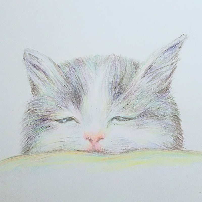 色鉛筆画 原画 一点物 手描き イラスト ハガキサイズ アート 猫 | d.n.c
