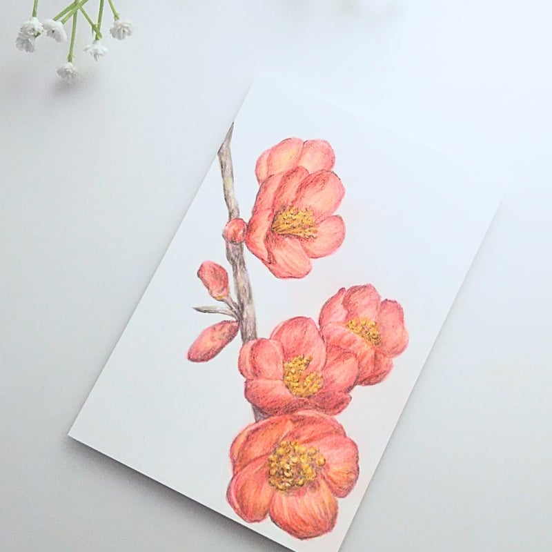 色鉛筆画 原画 一点物 手描き イラスト ハガキサイズ アート 梅 花 | d.n.c
