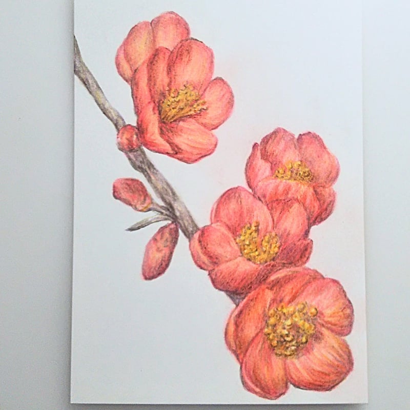 色鉛筆画 原画 一点物 手描き イラスト ハガキサイズ アート 梅 花 | d.n.c