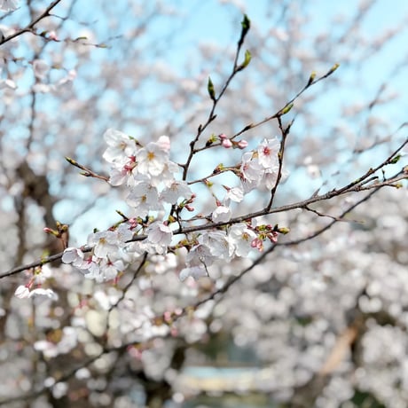 写真フィルター「Luma（ルマ）」｜Lightroom用
