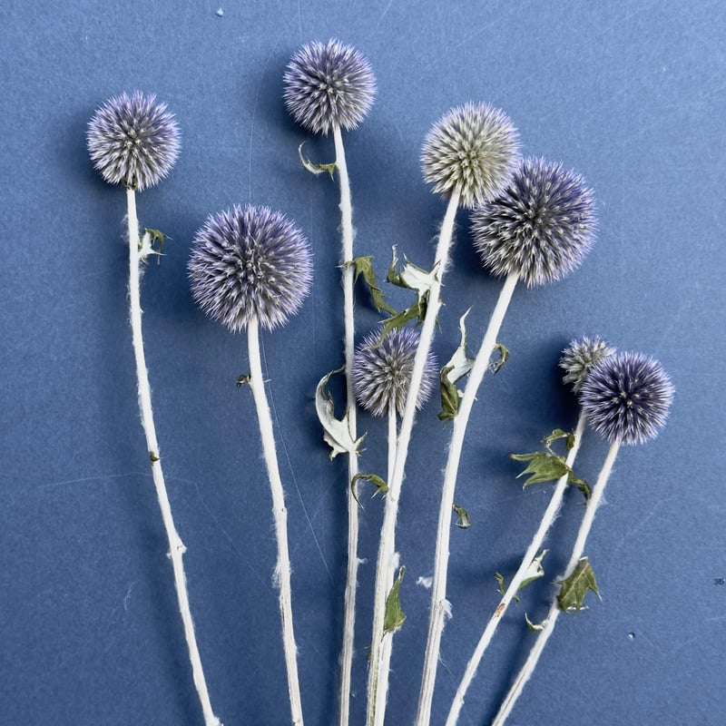 紫陽花と瑠璃玉あざみリース フラワーリース ルリタマアザミ ドライフラワー 紫陽花と