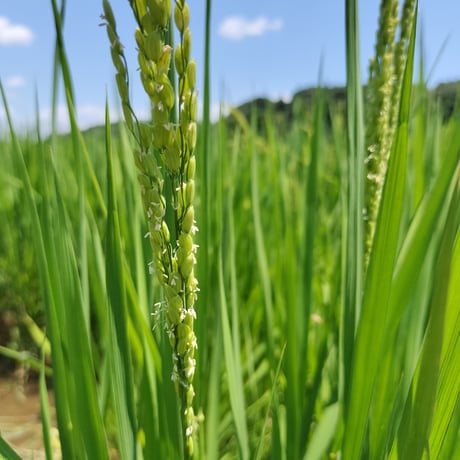 無農薬栽培のイネ活米