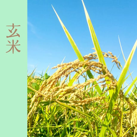 【玄米】令和7年 ｺｼﾋｶﾘ（特別栽培米）