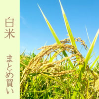 【白米まとめ買い】20㎏　令和７年 ｺｼﾋｶﾘ（特別栽培米）（送料無料）