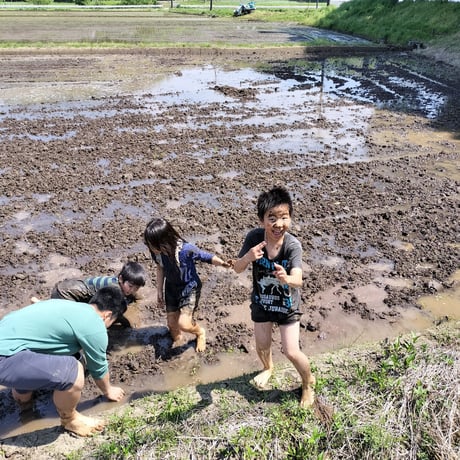 無農薬栽培のイネ活米