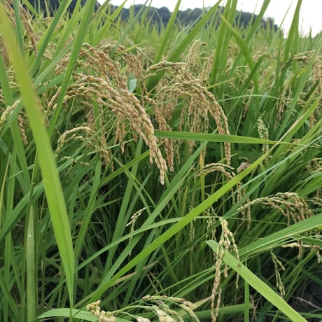 無農薬栽培のイネ活米