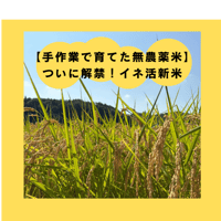 無農薬栽培のイネ活米