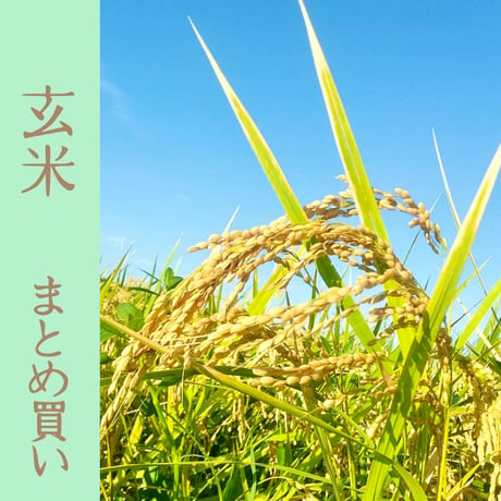 【玄米まとめ買い】20kg/30kg　令和７年 ｺｼﾋｶﾘ（特別栽培米）(送料無料）