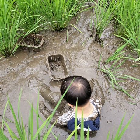 無農薬栽培のイネ活米
