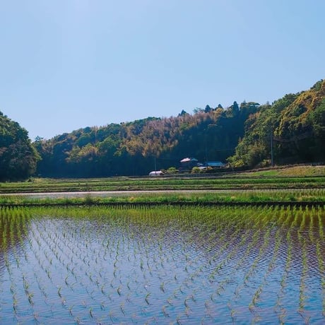 無農薬栽培のイネ活米