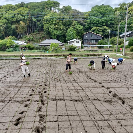 無農薬栽培のイネ活米