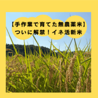 無農薬栽培のイネ活米