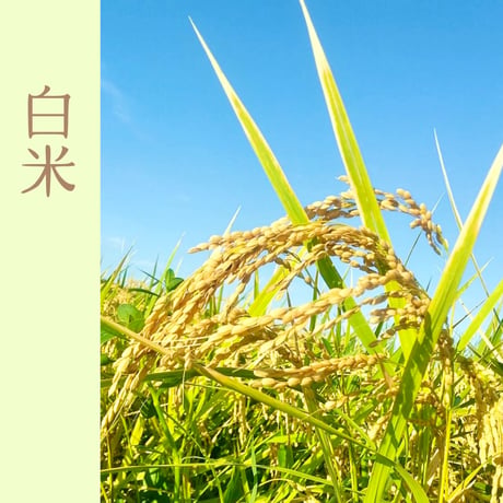 【白米】令和7年 ｺｼﾋｶﾘ（特別栽培米）