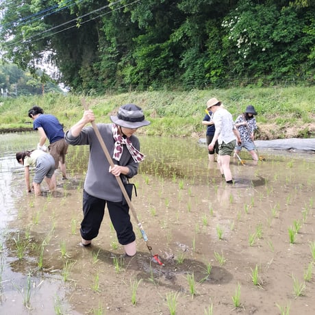 無農薬栽培のイネ活米