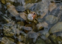 Crazy Lace Agate Brass Ring