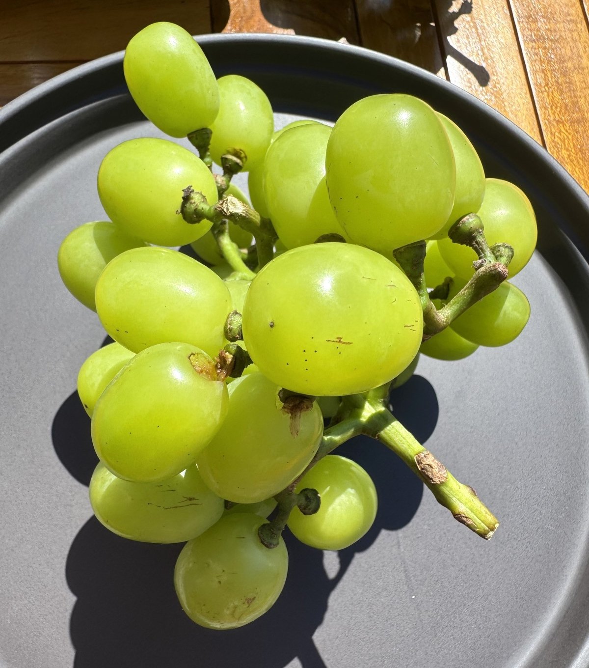 初登場】 ご自宅用 SHINE MUSCAT（約1K）×3箱 | 菱沼農園