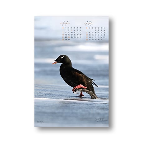 大橋弘一カレンダー　BIRD GRAPHICA2027