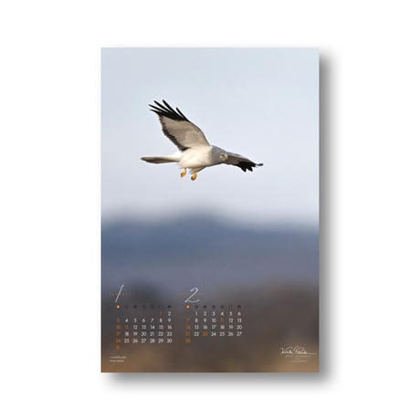 大橋弘一カレンダー　BIRD GRAPHICA2027