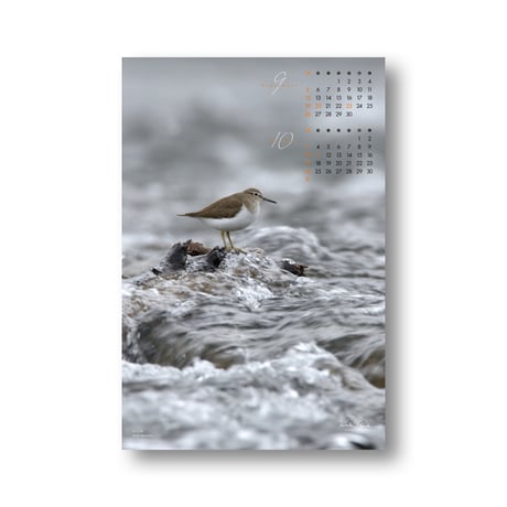 大橋弘一カレンダー　BIRD GRAPHICA2027