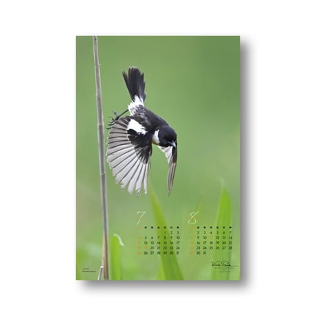 大橋弘一カレンダー　BIRD GRAPHICA2027