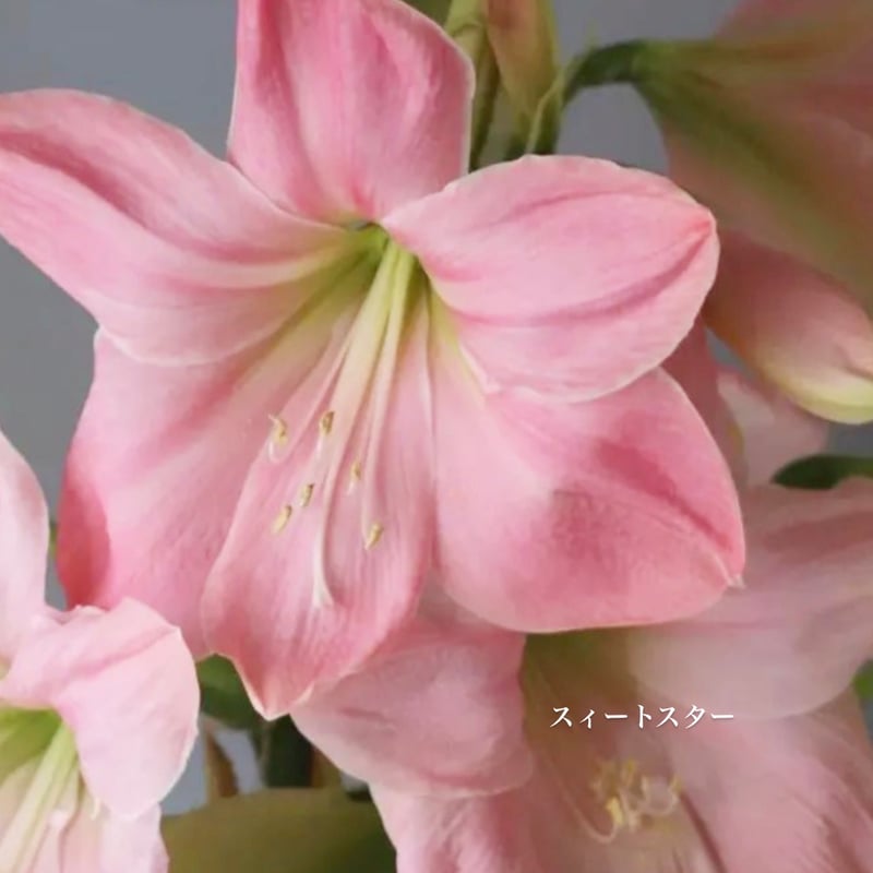 予約販売】球根 マジックアマリリス | pivoine