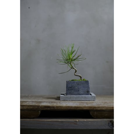 黒松 | STORES