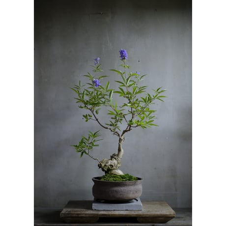 CATEGORY モルタル鉢 | saku-botanicalworks