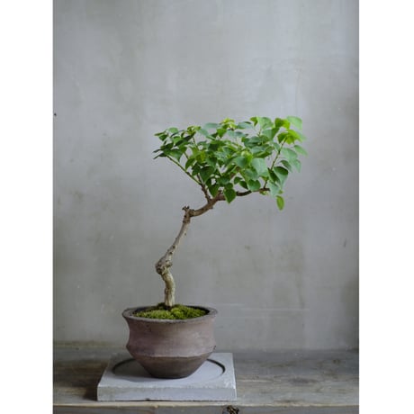 盆栽 | STORES