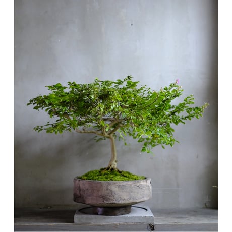 CATEGORY モルタル鉢 | saku-botanicalworks