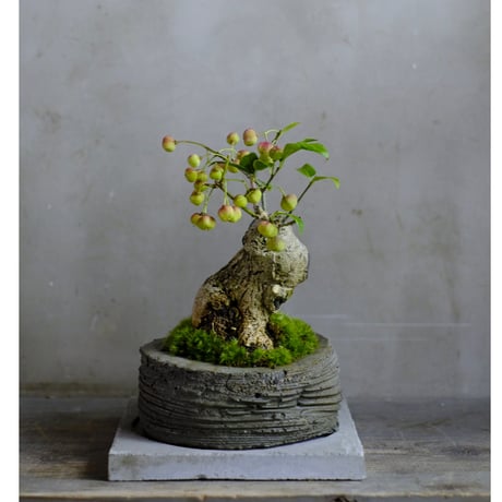CATEGORY モルタル鉢 | saku-botanicalworks