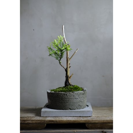 CATEGORY モルタル鉢 | saku-botanicalworks