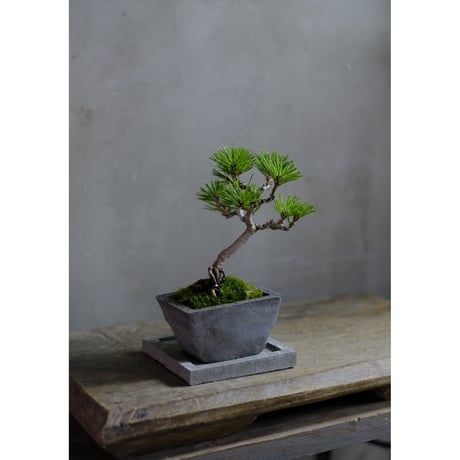 CATEGORY モルタル鉢 | saku-botanicalworks