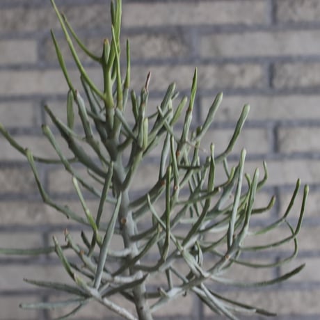 Euphorbia  enterophora ssp. enterophora × N/OH (4.5号) no.327/50