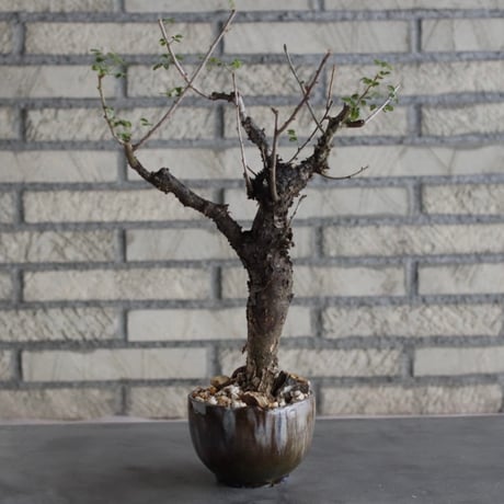 【芽の巣山】Commiphora boranensis × 安西岳郎 / 中川智治 (4号)  no.823/3