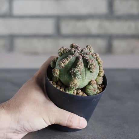 Euphorbia  symmetrica (3号鉢)  no.719/163