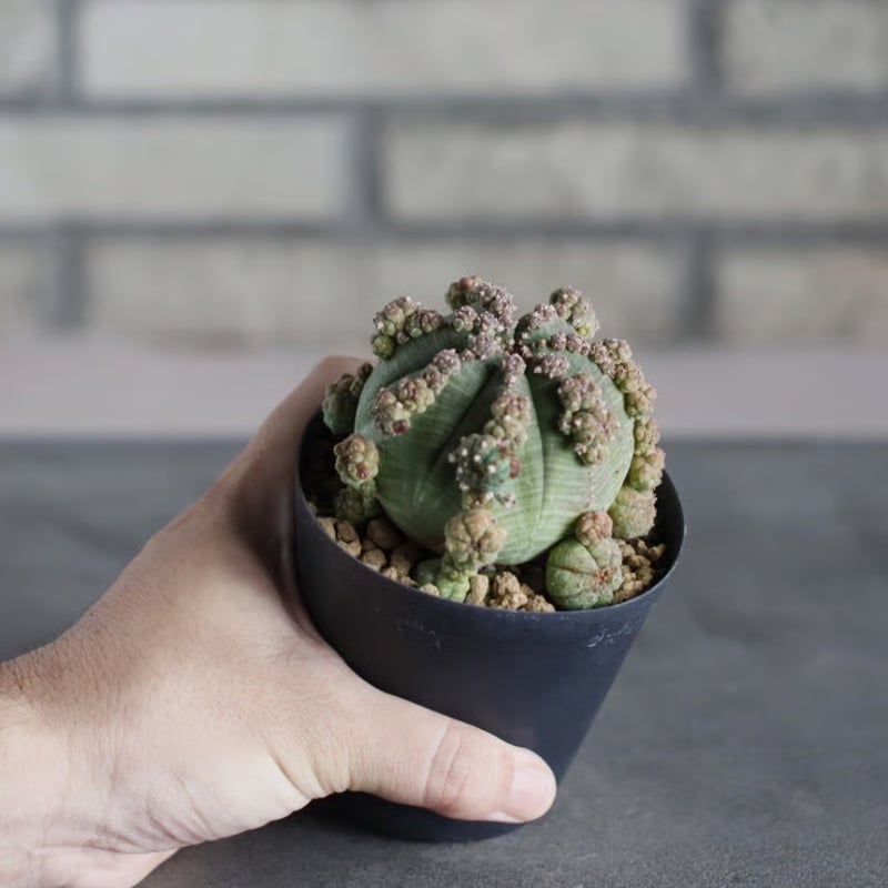 Euphorbia symmetrica (3号鉢) no.719/163 | 芽の巣山