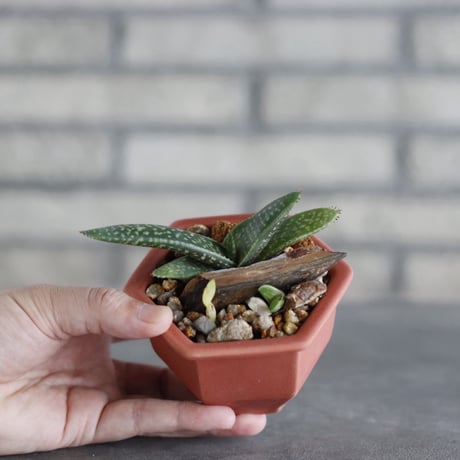 Aloe prinslooi × nos pot (3.5号) no.927/79