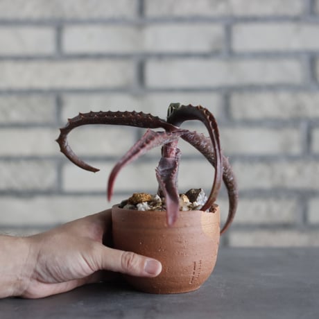 N/OH-TERRACOTTA MIX × Aloe cameronii (3.5号)  no.730/11