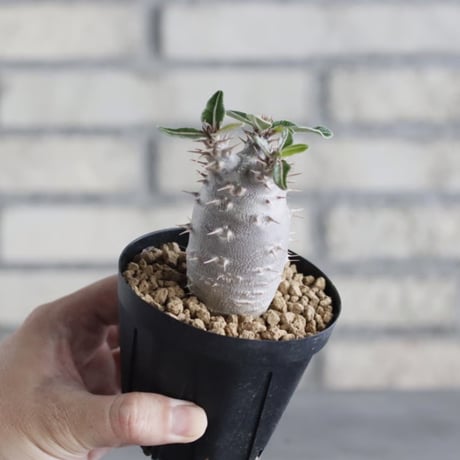 Pachypodium cactipes (3号鉢)  no.705/119